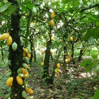 Cocoa Bean (Thoebroma cacao, Chocolate Tree) - Ladybird Nursery