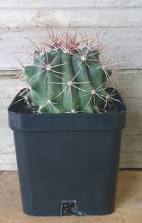 Fishhook Barrel Cactus (Ferocactus wislizeni) - Ladybird Nursery