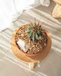 Fishhook Barrel Cactus (Ferocactus wislizeni) - Ladybird Nursery