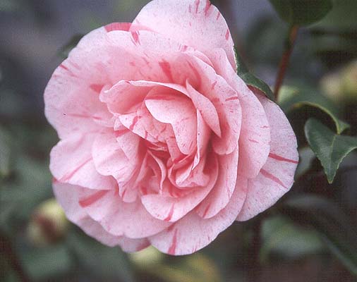 Camellia Carters Sunburst (Camellia japonica)