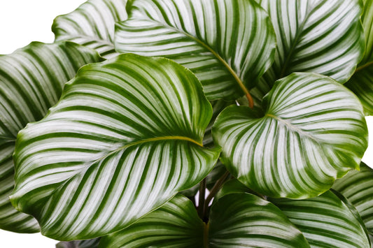 Prayer Plant (Calathea orbifolia) - Ladybird Nursery