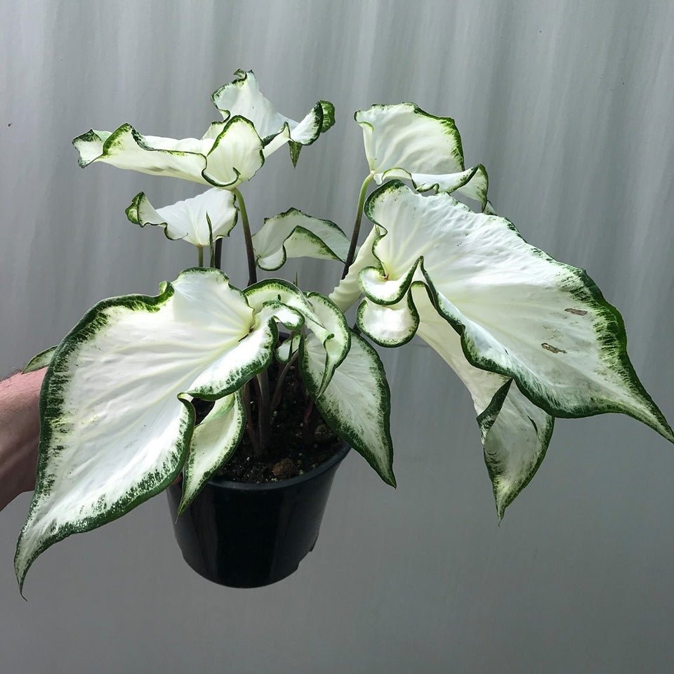 Caladium (Caladium Icicle) - Ladybird Nursery