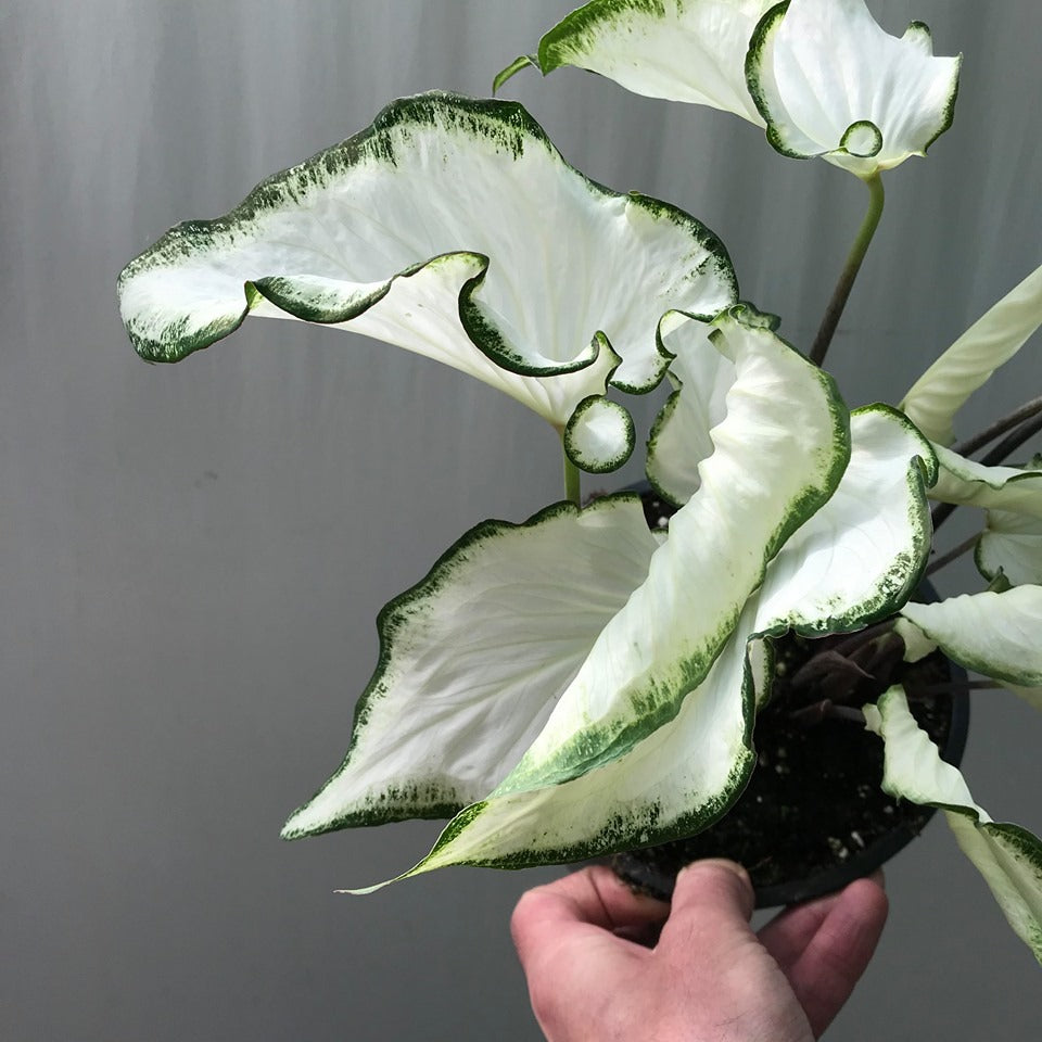 Caladium (Caladium Icicle)