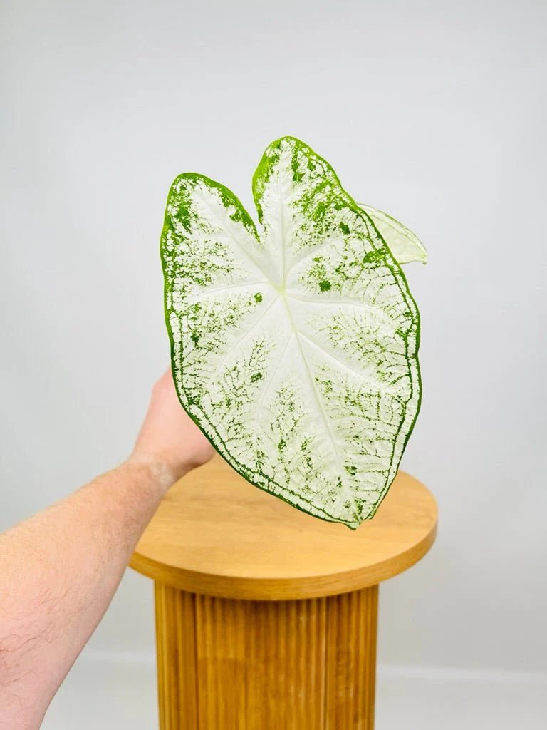 Caladium Moonie (Caladium) - Ladybird Nursery