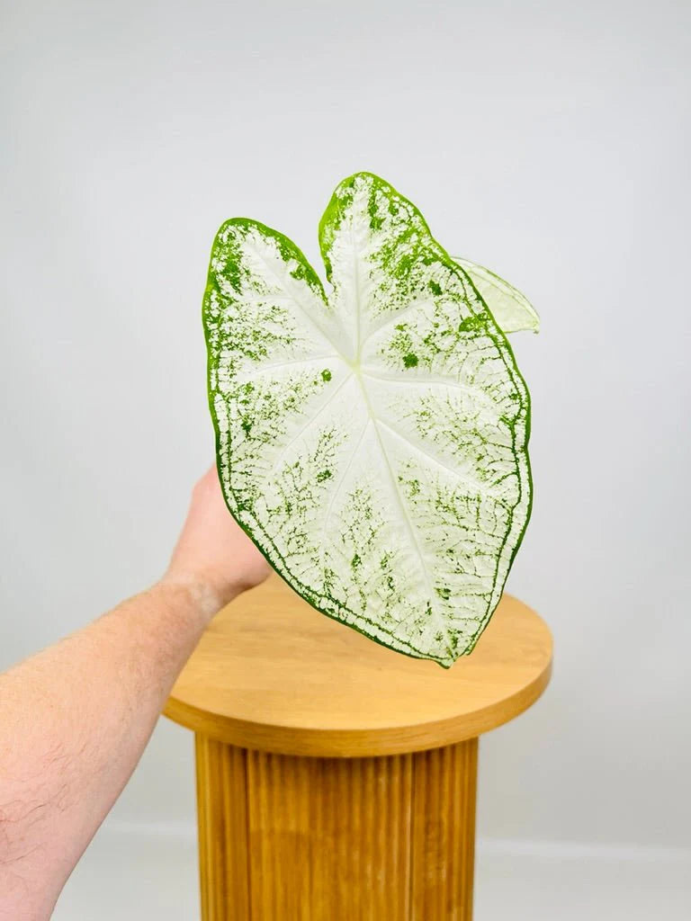 Caladium Moonie (Caladium)