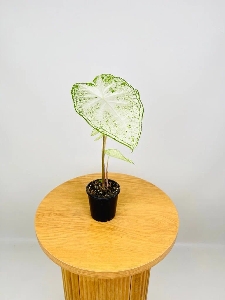 Caladium Moonie (Caladium) - Ladybird Nursery