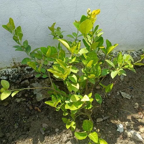 Calamansi (QLD Only)