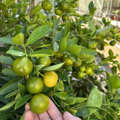 Calamansi (QLD Only)