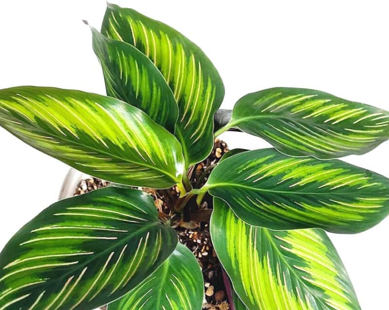 Prayer Plant Beautiful Star (Calathea) - Ladybird Nursery