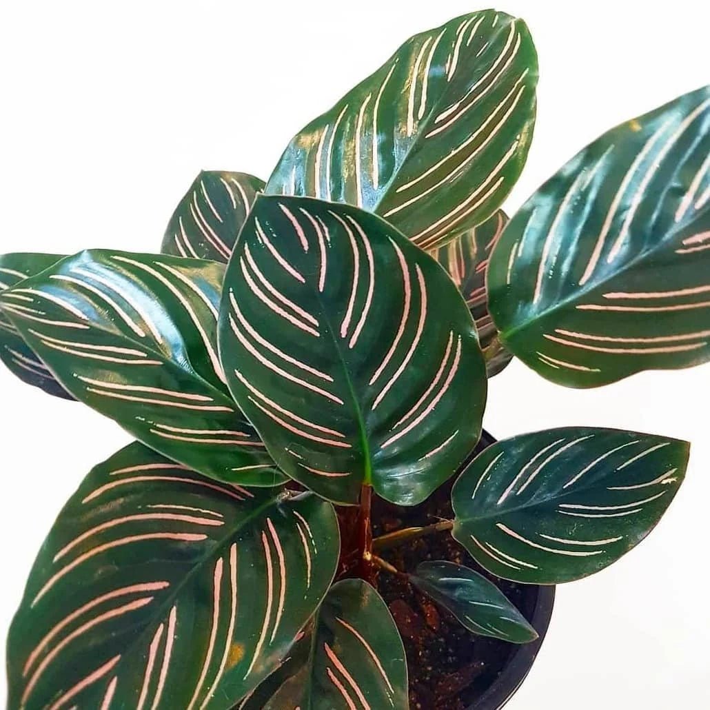 Prayer Plant Beautiful Star (Calathea) - Ladybird Nursery