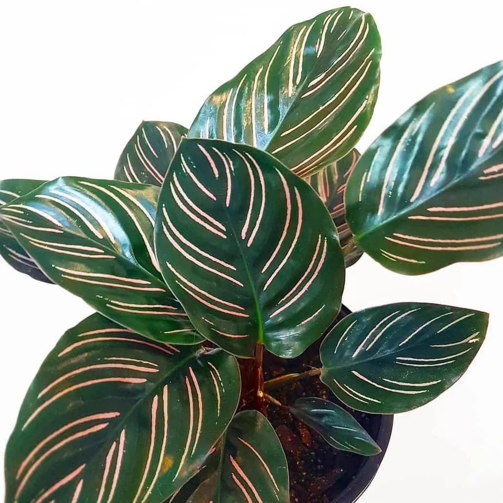 Prayer Plant Beautiful Star (Calathea)