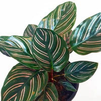 Prayer Plant Beautiful Star (Calathea)