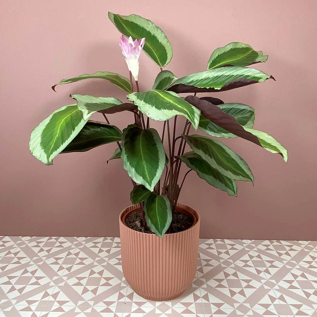 Prayer Plant Bicajoux Pink (Calathea Bicajoux)