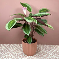 Prayer Plant Bicajoux Pink (Calathea Bicajoux)