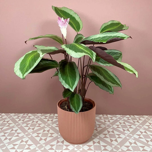Prayer Plant Bicajoux Pink (Calathea Bicajoux)