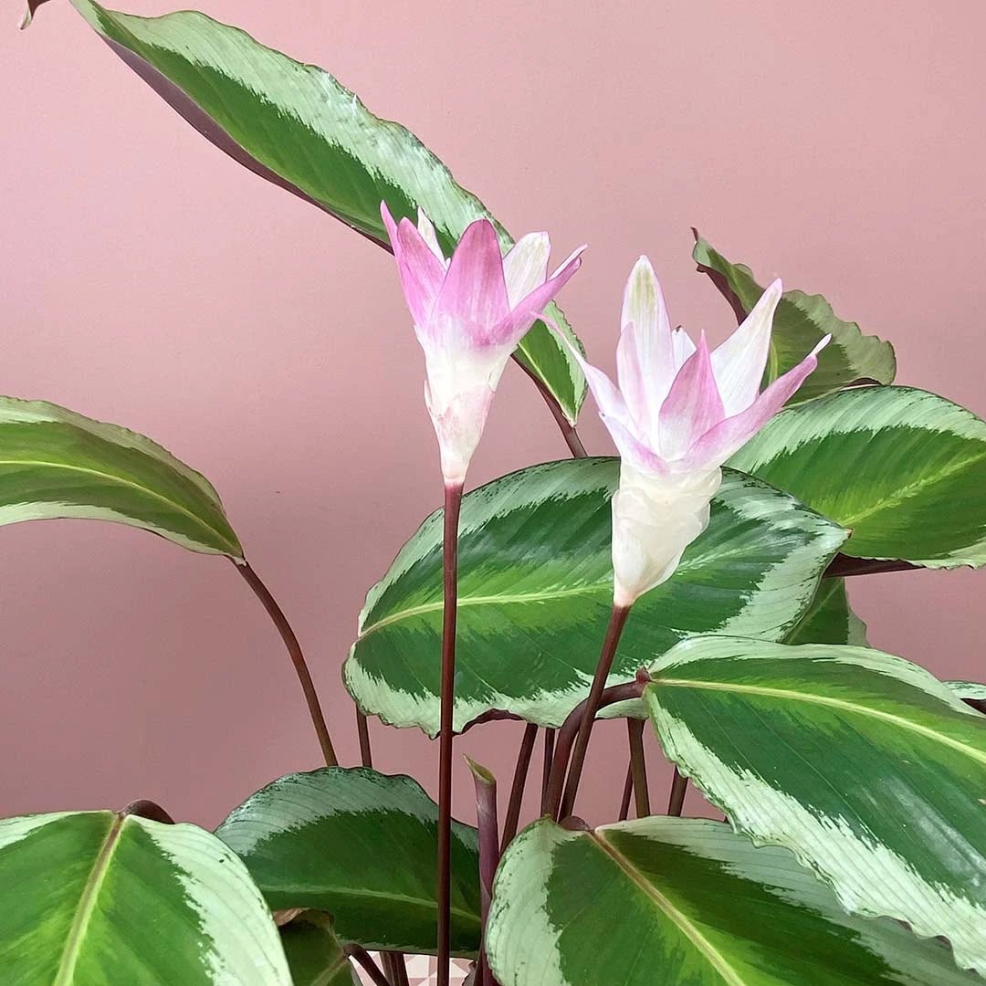 Prayer Plant Bicajoux Pink (Calathea Bicajoux) - Ladybird Nursery