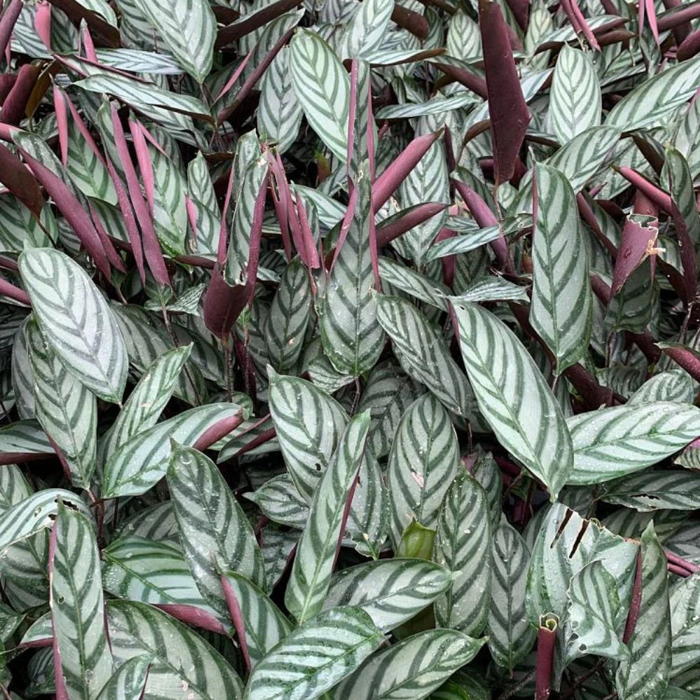 Prayer Plant (Calathea exotica)