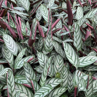 Prayer Plant (Calathea exotica) - Ladybird Nursery