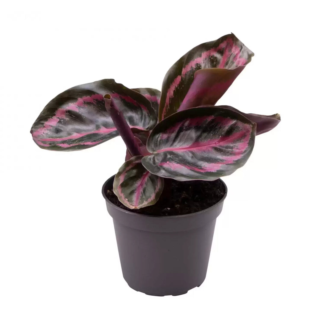 Prayer Plant Illustris (Calathea roseopicta) - Ladybird Nursery