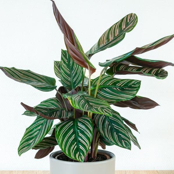 Prayer Plant Pinstripe (Calathea ornata)