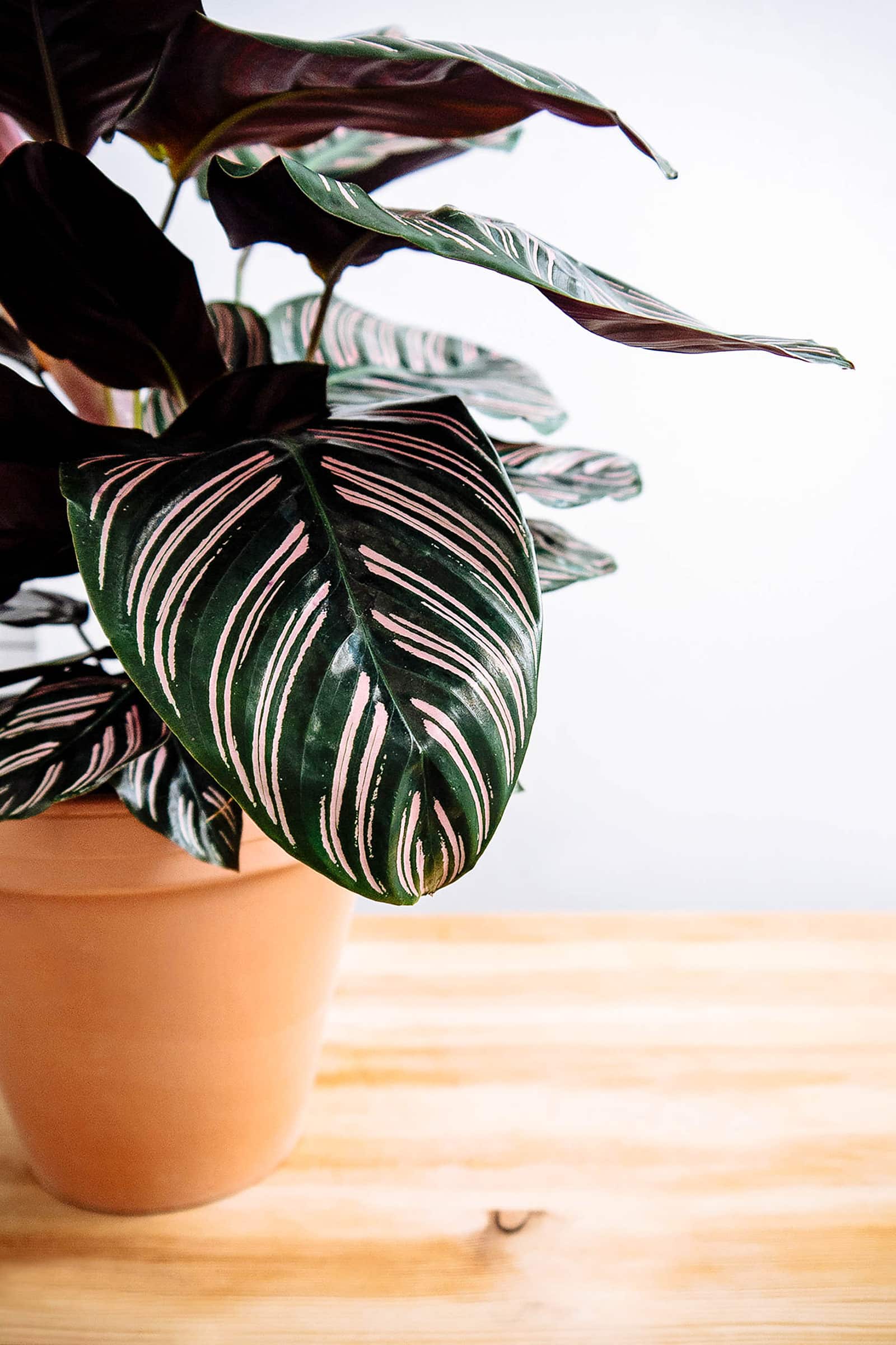 Prayer Plant Pinstripe (Calathea ornata) - Ladybird Nursery