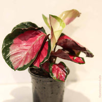 Calathea Rosea