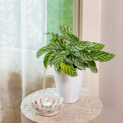 Prayer Plant (Calathea Freddie)