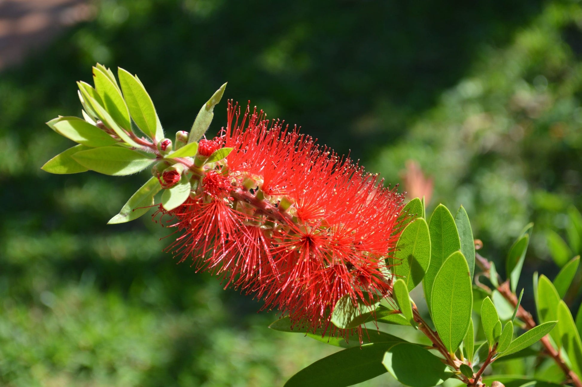 Bottlebrush (Callistemon Eureka)