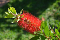 Bottlebrush (Callistemon Eureka)