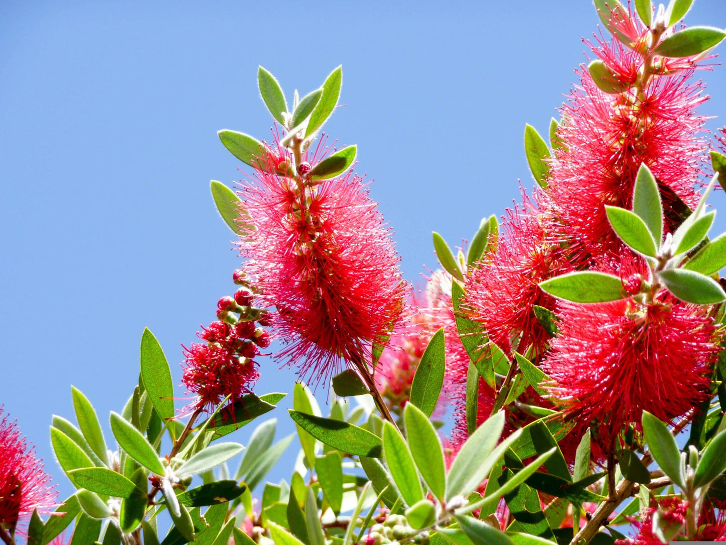 Bottlebrush (Callistemon salignus)