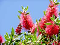 Bottlebrush (Callistemon salignus) - Ladybird Nursery