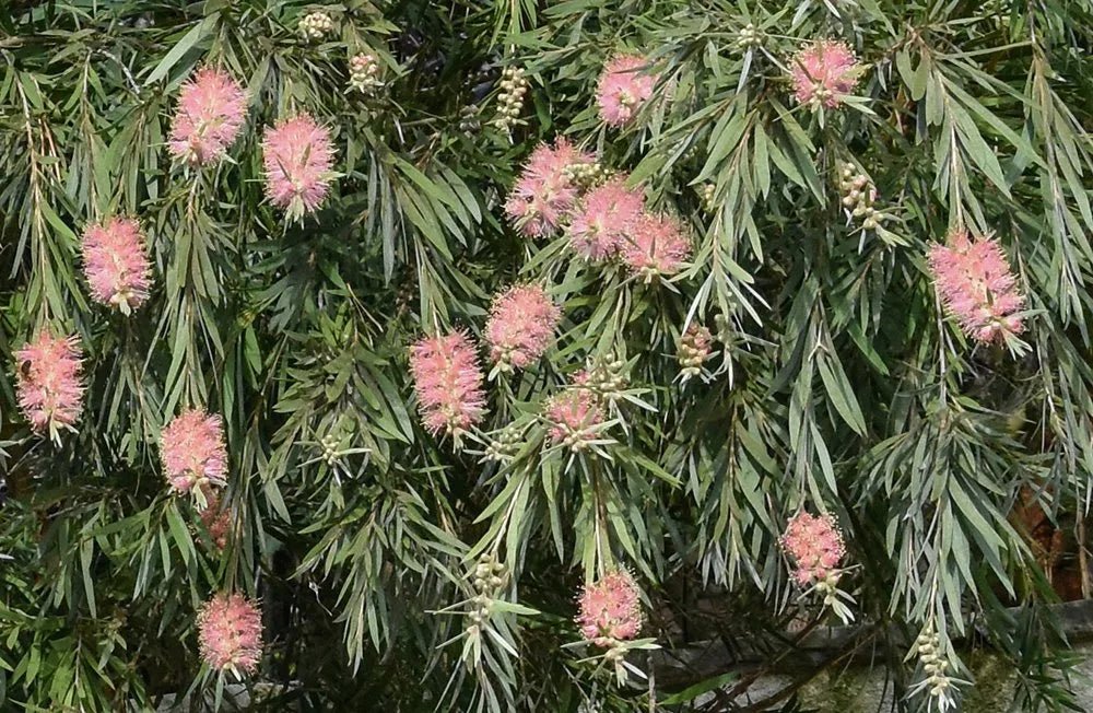 Bottlebrush Reeves Pink (Callistemon) - Ladybird Nursery