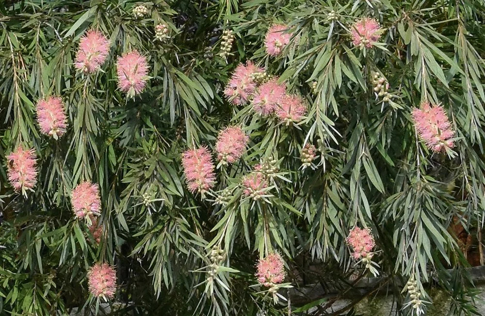 Bottlebrush Reeves Pink (Callistemon)
