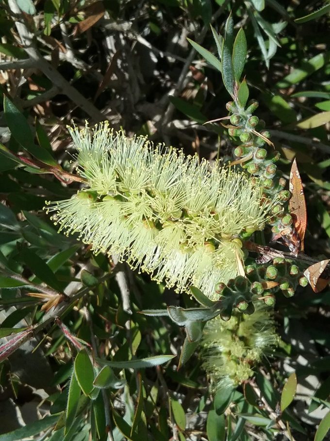 Bottlebrush Austraflora Candle Glow (Callistemon pallidus)