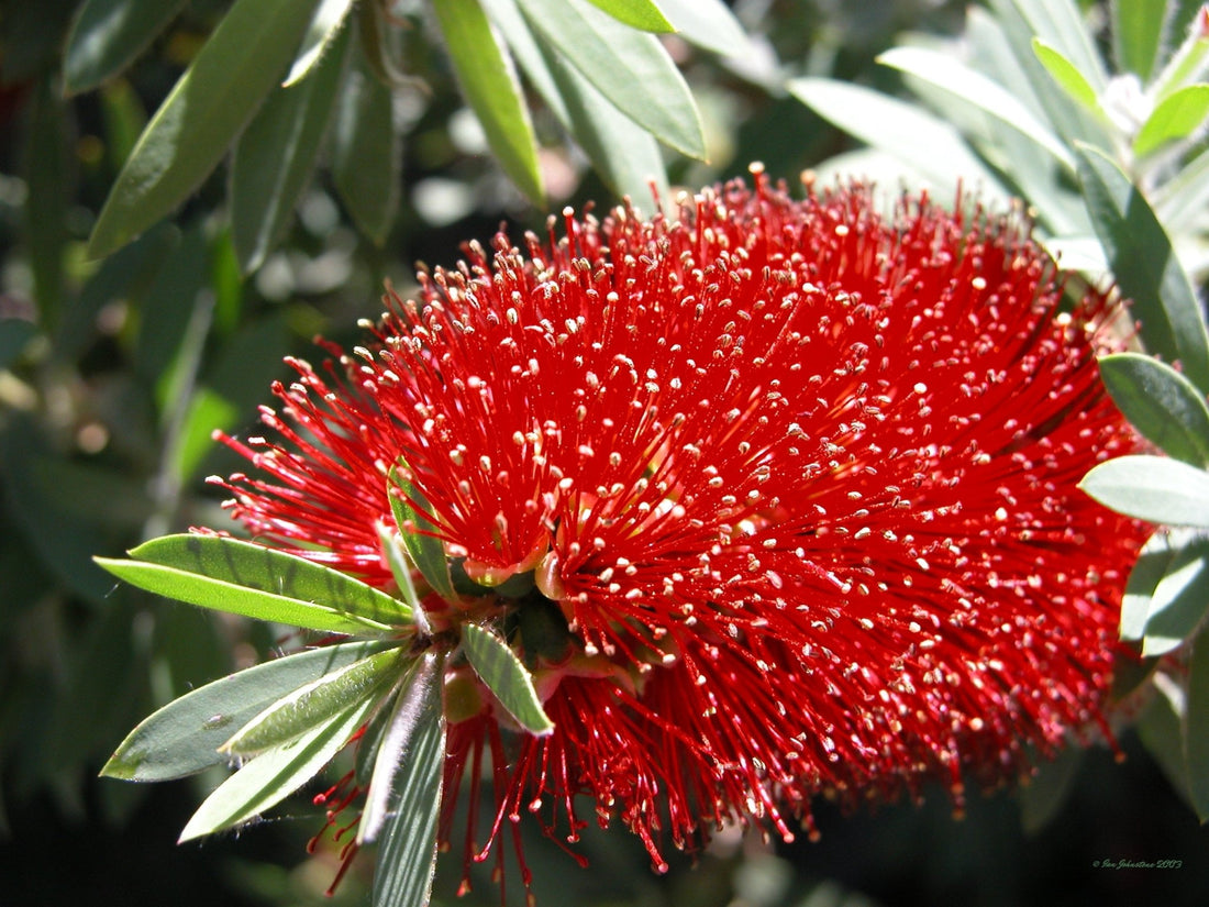 Weeping Bottlebrush Captain Cook (Callistemon viminalis) - Ladybird Nursery