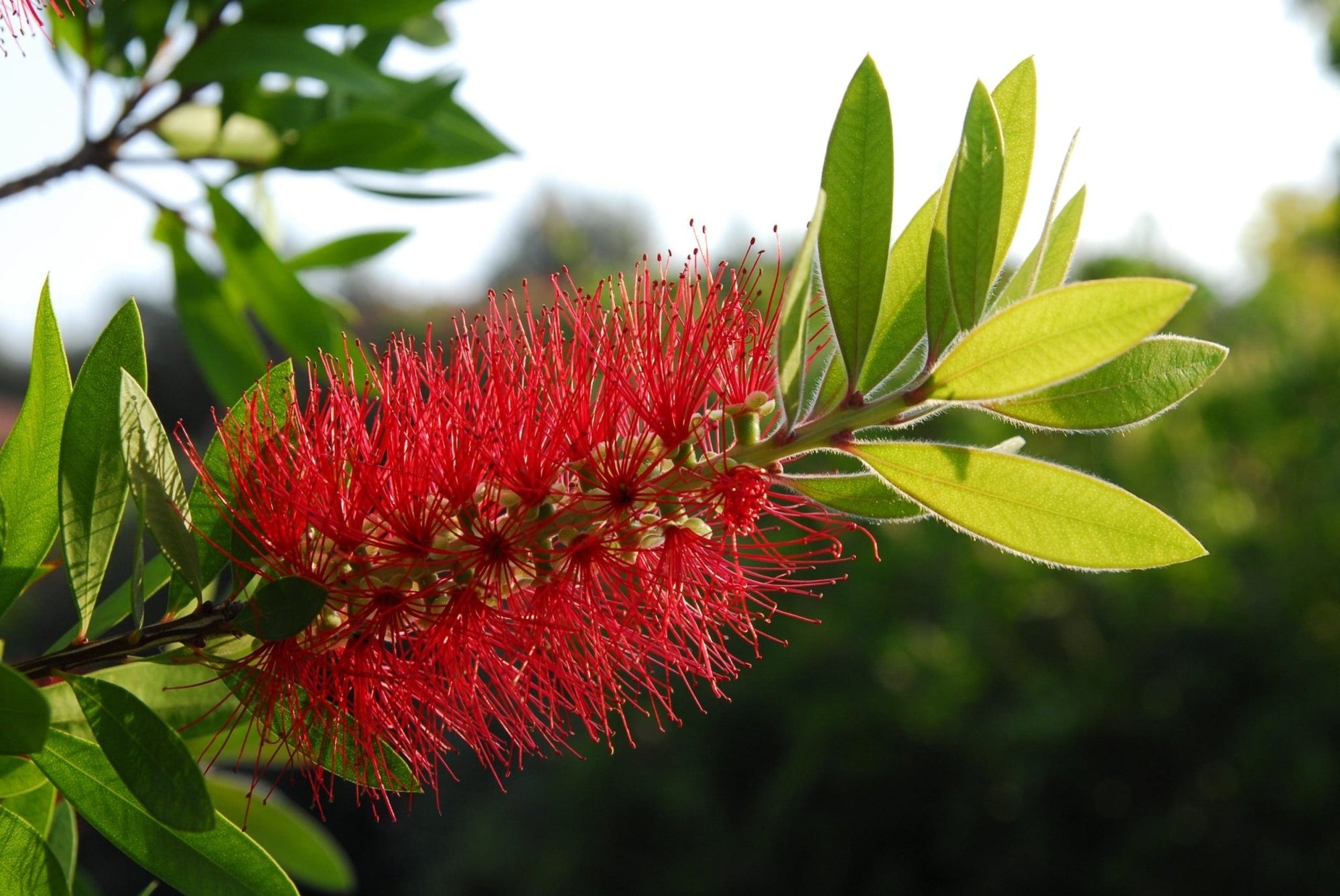 Bottlebrush (Callistemon Eureka) - Ladybird Nursery