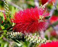 Bottlebrush Red Devil (Callistemon)