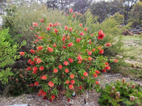 Bottlebrush Endeavour (Callistemon citrinus) - Ladybird Nursery