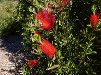 Bottlebrush Endeavour (Callistemon citrinus)