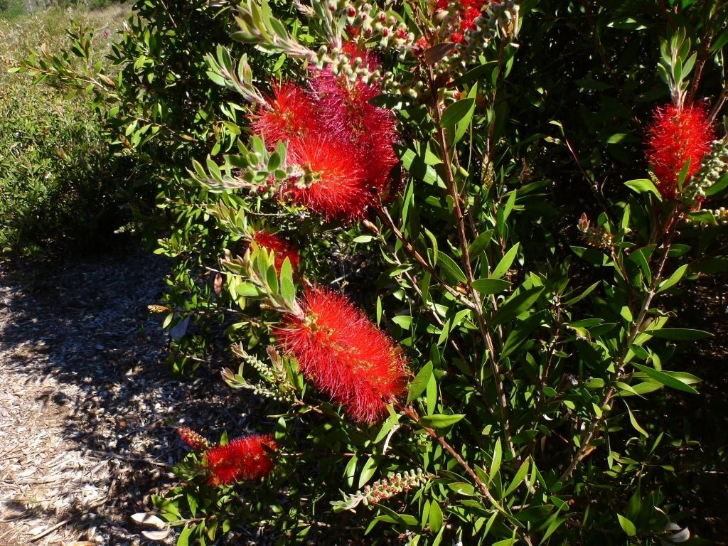 Bottlebrush Endeavour (Callistemon citrinus) - Ladybird Nursery