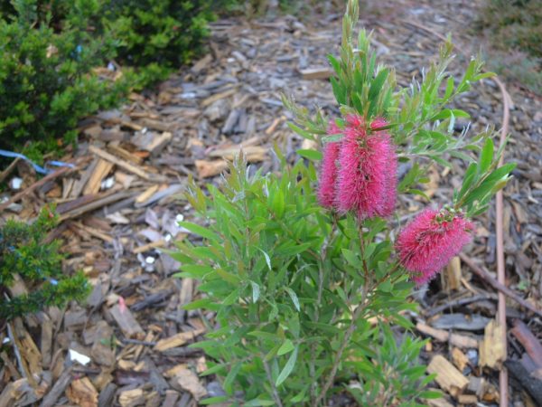 Bottlebrush Western Glory (Callistemon)