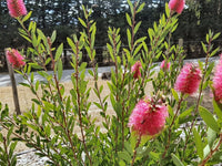 Bottlebrush Western Glory (Callistemon)