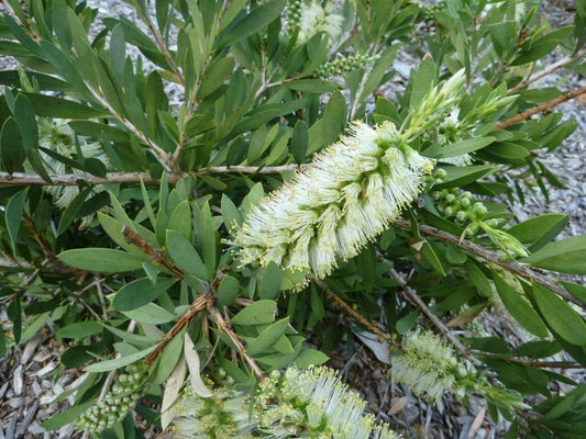 Bottlebrush White Anzac 140mm Pot (Callistemon citrinus)