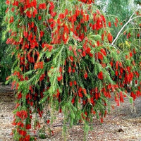 Weeping Bottlebrush Dawson River Weeper 200mm Pot (Callistemon viminalis) - Ladybird Nursery
