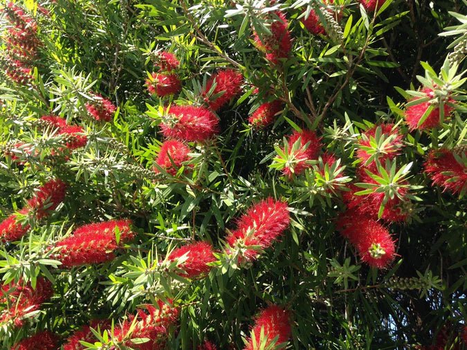 Bottlebrush Hannah Ray 200mm Pot (Callistemon) - Ladybird Nursery