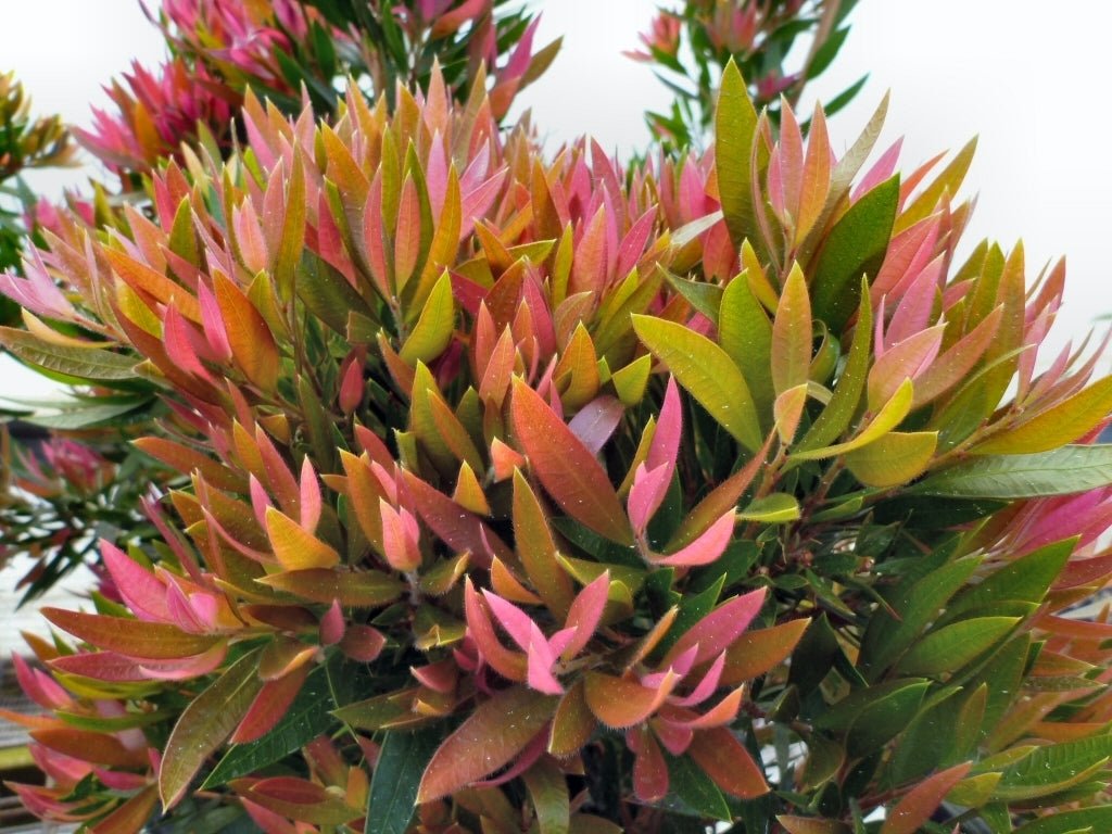 Bottlebrush Baby Glow(Callistemon) - Ladybird Nursery