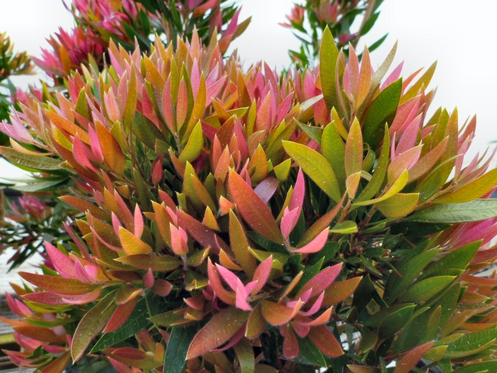 Bottlebrush Baby Glow(Callistemon)