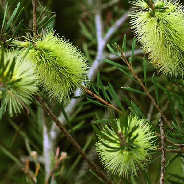 Bottlebrush Green (Callistemon pachyphyllus) - Ladybird Nursery