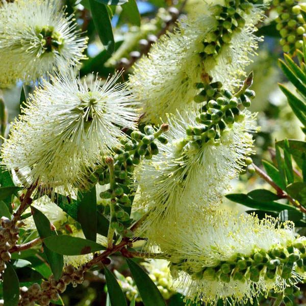 Bottlebrush Austraflora Candle Glow (Callistemon pallidus)