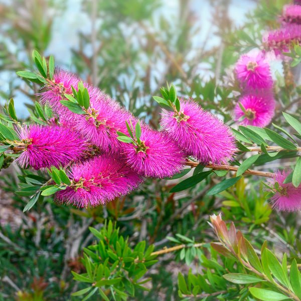 Bottlebrush Purple Splendour 140mm Pot (Callistemon) - Ladybird Nursery